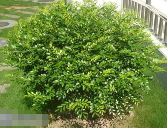 九里香盆景樹樁怎樣變粗，營(yíng)養(yǎng)豐富、勤修剪，施足肥