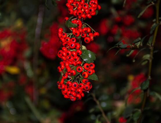 紅豆杉能在室內養(yǎng)嗎，美化家居環(huán)境、凈化空氣