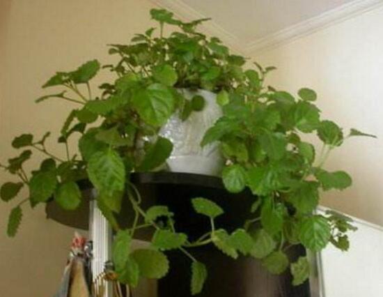 常春藤怎么繁殖，常春藤的扦插方法