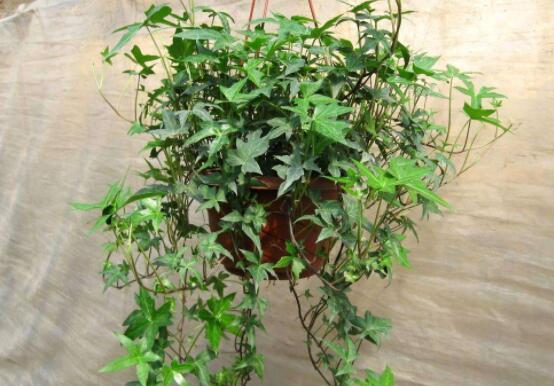 常春藤和常青藤一樣嗎，教你三種區(qū)別方法(形態(tài)/生長(zhǎng)環(huán)境/作用)