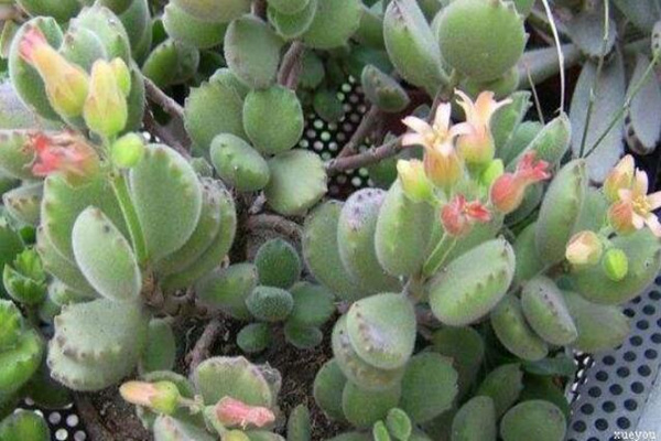 熊童子開花的寓意，生機(jī)勃勃與活力四射