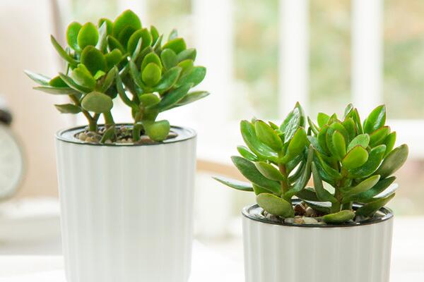 剛扦插的玉樹能澆水嗎，澆水可能會導致腐爛