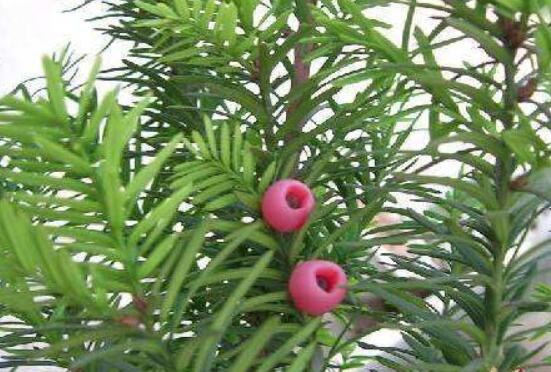 紅豆杉怎么養(yǎng)長得快，教你六種養(yǎng)殖方法生長枝繁葉茂