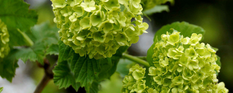 繡球花喜歡太陽(yáng)嗎