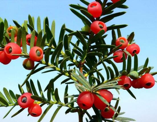 紅豆杉用什么土栽培好，疏松透氣、保水保肥