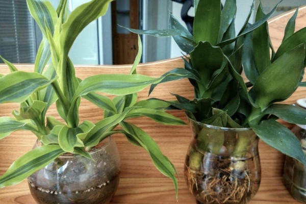 富貴竹土養(yǎng)根埋多深