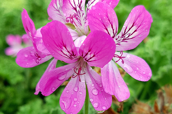 天竺葵秋冬季怎么養(yǎng)護(hù)