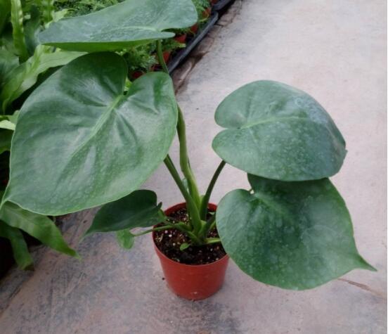 龜背竹用深盆還是淺盆，透氣性強深盆為主(陶盆/紫砂盆/泥瓦盆)