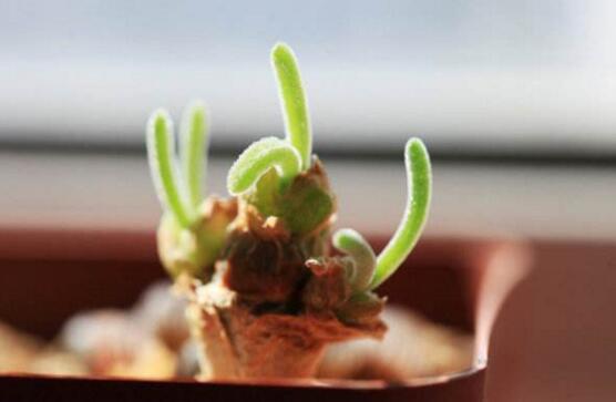 碧光環(huán)用什么樣的土，最好配制適合植物生長的透氣土壤