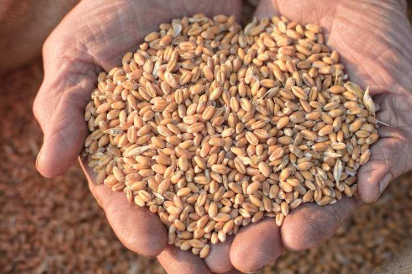 小麥里面放什么不會(huì)生蟲