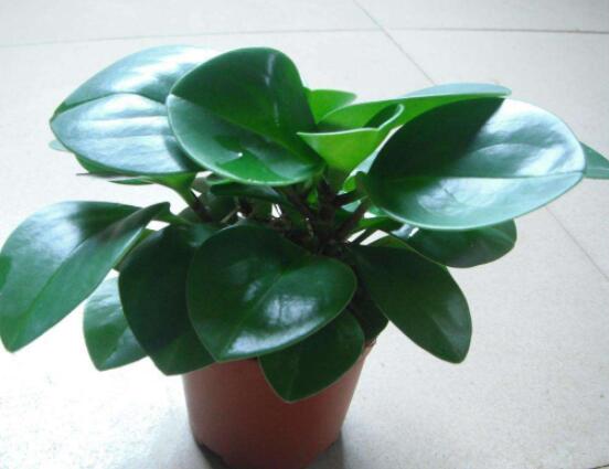 碧玉怎么養(yǎng)才能瘋長，做好這六點可生長得盆盆爆滿