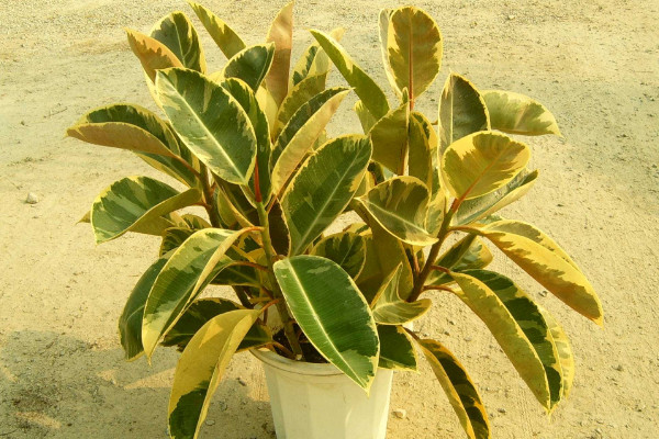 橡皮樹怎么繁殖，播種/扦插/壓條/水培繁殖等