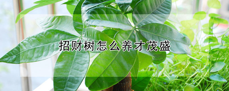 招財(cái)樹怎么養(yǎng)才茂盛