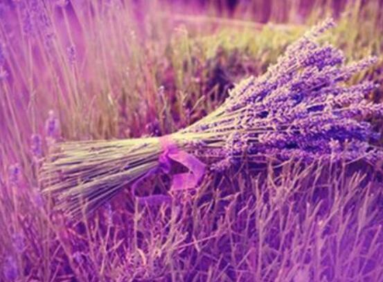 薰衣草有什么功效，舒緩修護(hù)、改善心肌、安撫神經(jīng)