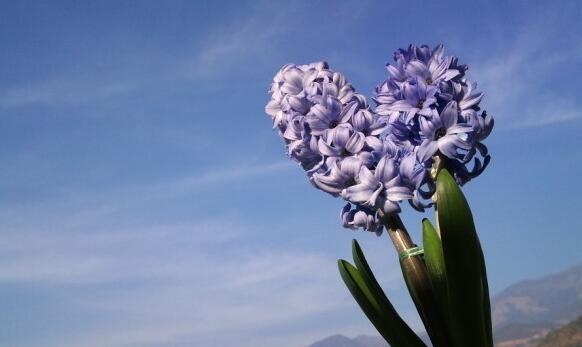 風(fēng)信子可以用水養(yǎng)嗎，可以/但是要注意及時(shí)換水和補(bǔ)充營(yíng)養(yǎng)