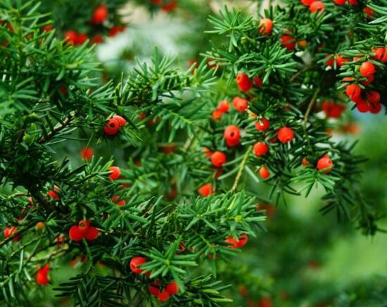 紅豆杉用什么土栽培好，疏松透氣、保水保肥