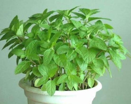 碰碰香和薄荷的區(qū)別，解析一眼就能分辨出的兩種方法