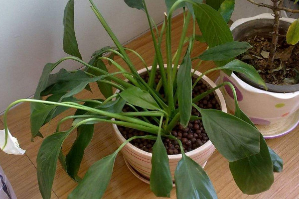 一帆風(fēng)順的葉子發(fā)黃怎么辦，調(diào)節(jié)光照和水分