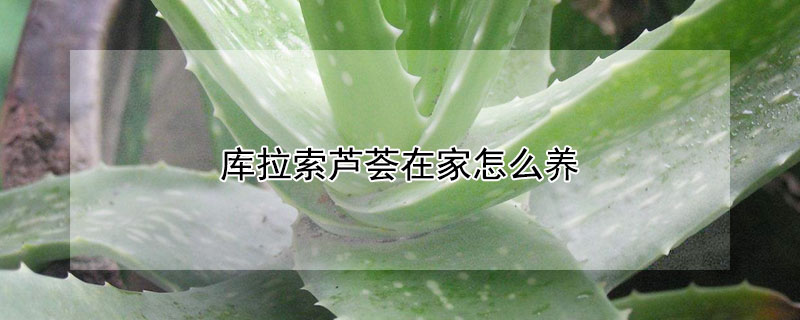 庫(kù)拉索蘆薈在家怎么養(yǎng)