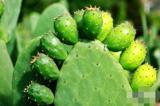 仙人掌怎么澆水和施肥，教你三個步驟便可生長枝葉翠綠