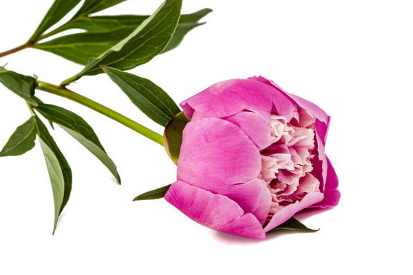 芍藥花期多長(zhǎng)