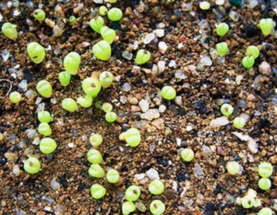 生石花怎么繁殖，最常用兩種繁殖方法(播種與分株)