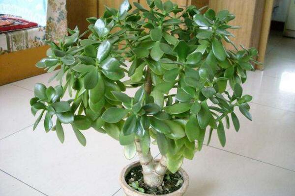 燕子掌爛根怎么辦，及時(shí)清理爛根并更換土壤