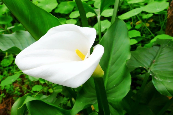 馬蹄蓮水培養(yǎng)護(hù)注意事項