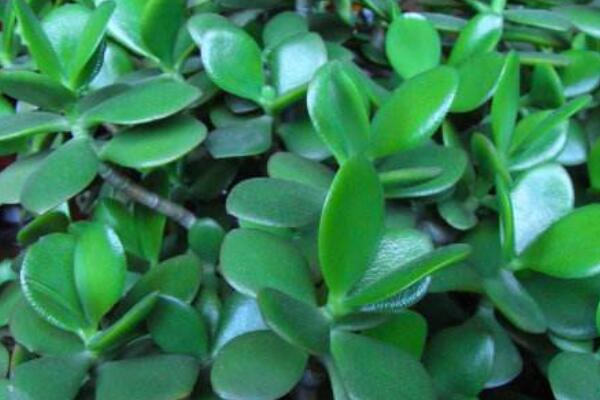 玉樹葉子發(fā)黃怎么補(bǔ)救