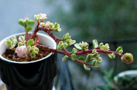 雅樂之舞怎么扦插，春季最佳/剪取生長(zhǎng)健壯枝條