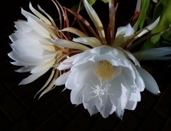 曇花的病蟲害及其防治，詳解四種病蟲害防治大全