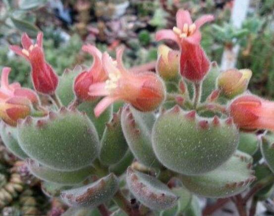 熊童子開花會死嗎，不會/適當(dāng)遮陰、及時降溫