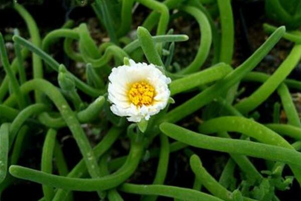 碧光環(huán)會(huì)開花嗎，會(huì)開/但開花難度較大