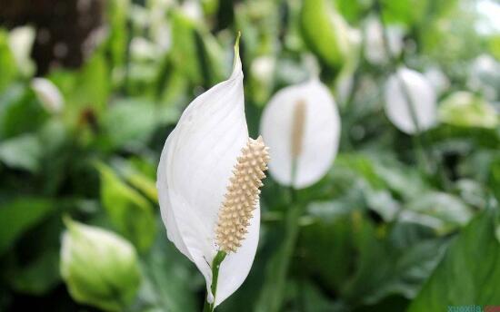 一帆風(fēng)順花語(yǔ)是什么，一帆風(fēng)順開花的寓意