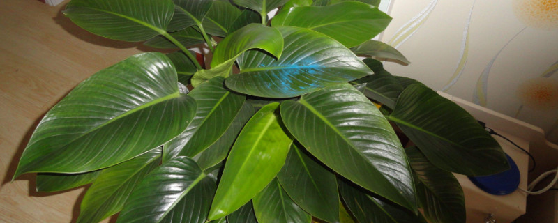 滴水觀音與金鉆的區(qū)別