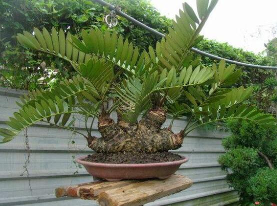 鐵樹(shù)有幾種，細(xì)數(shù)最好看的六大品種