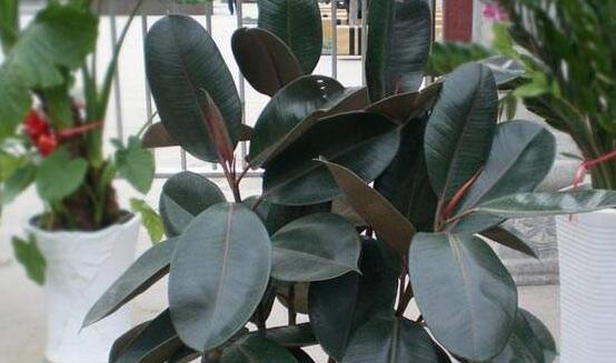 橡皮樹的擺放位置，教你四個(gè)擺放好地方(客廳/大廳/書房/辦公室)