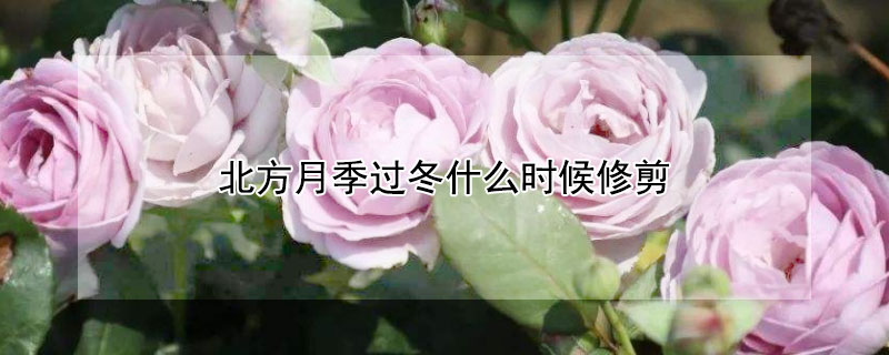 北方月季過冬什么時(shí)候修剪