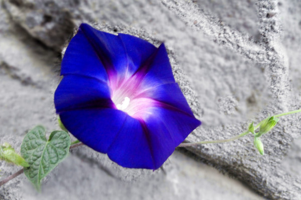 牽?；ǚN子是否需要春化