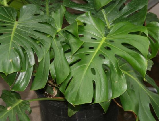 家里養(yǎng)龜背竹好嗎，吸收甲醛、凈化空氣、招財(cái)增壽