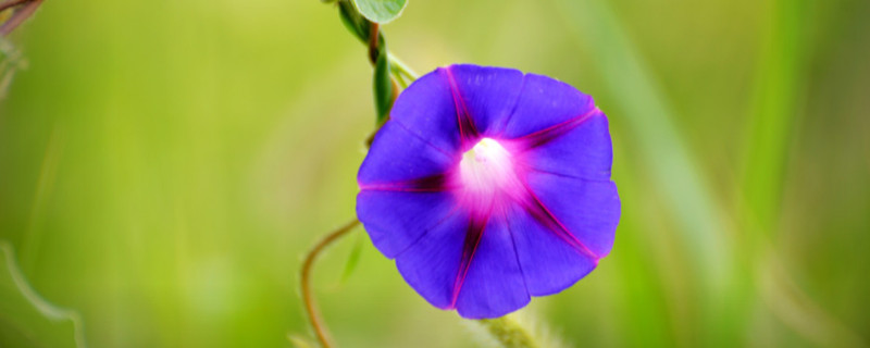 牽?；ㄖl太長怎么修剪