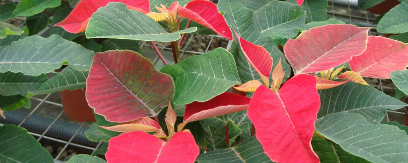 一品紅壽命多久