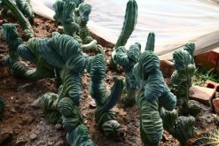 最名貴的仙人球，長相都非常奇特