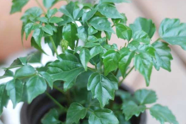 幸福樹葉子卷曲下垂怎么辦，適當(dāng)停止?jié)菜ＷC通風(fēng)