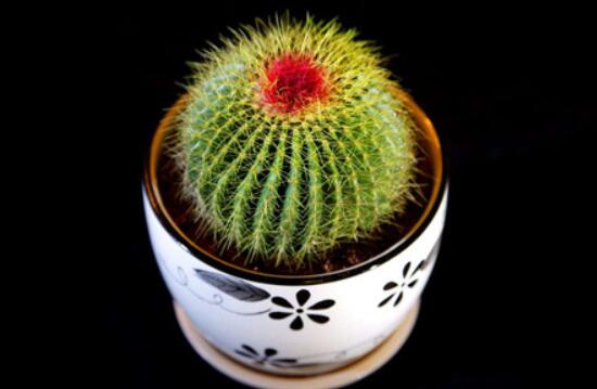 小仙人球澆水多少毫升，澆水的量一般以100-200毫升為準(zhǔn)