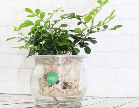 九里香可以水培嗎，九里香水培的養(yǎng)殖方法