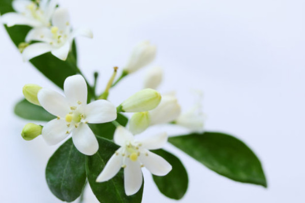 九里香冬季怎么養(yǎng)護(hù)