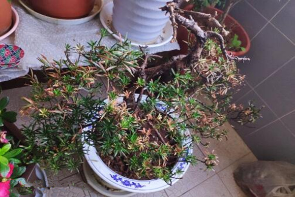 怎樣搶救干枯的羅漢松，分析問題的原因并及時(shí)補(bǔ)救