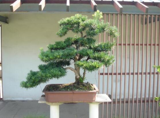 羅漢松盆景施肥，做好以有機液肥、稀薄的餅肥水為主