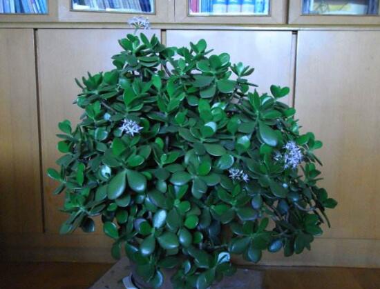 玉樹葉子發(fā)軟怎么辦，三種原因以及解決辦法